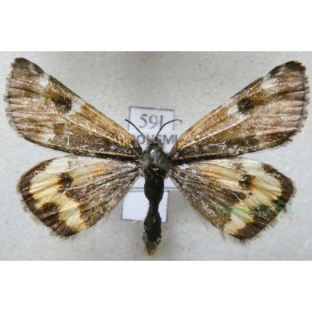 Boudinotiana puella (Esper, 1787) Czech59l